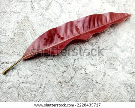 the unique red leaves are still fresh and not withered