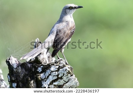 View of a Tropical Mockingbird (Mimus gilvus) on top of a tree stump with a clear green background