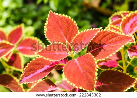 Red leaves background