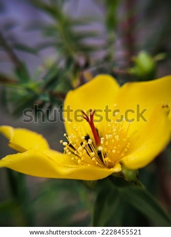 close up picture of a yellow flower and a clear view of the stamen, anther, and red stigma
