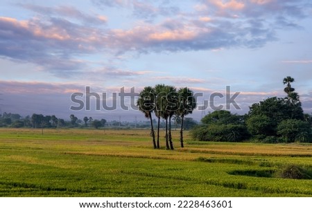 Sabal palm trees in the middle of paddy fields in Andhra Pradesh, India. Royalty-Free Stock Photo #2228463601