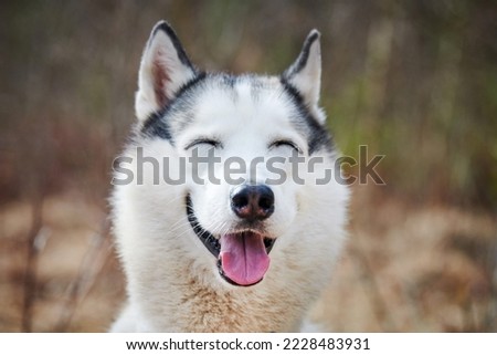 Siberian Husky dog with narrow eyes, funny smiling Husky dog with laughing eyes, cute excited doggy emotions. Ironic sarcastic look of gray white siberian husky dog, happy and fun of pet Royalty-Free Stock Photo #2228483931
