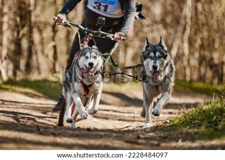Running Siberian Husky sled dogs in harness pulling scooter on autumn forest dry land, outdoor Husky dogs scootering. Autumn dog scootering championship in woods of running Siberian Husky dogs Royalty-Free Stock Photo #2228484097