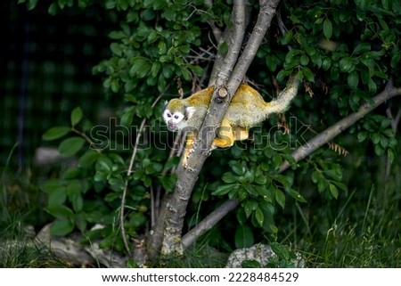Squirrel monkey, small but one could see wilderness in the eyes.