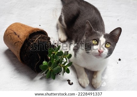 The cat that fell down the flower pot, the remorseful cat, the mischievous cat Royalty-Free Stock Photo #2228491337