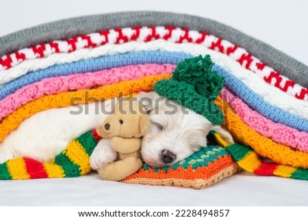 Tiny Bichon Frise puppy wearing warm hat hugs toy bear and sleeps under stack of warm plaids in cold autumn or winter weather Royalty-Free Stock Photo #2228494857