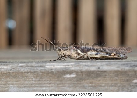 the grasshopper perched on the table