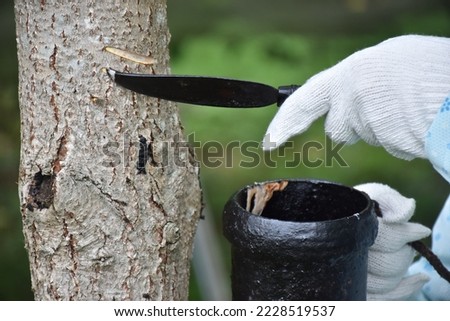 Tapping Japanese lacquer urushi trees (Toxicodendron vernicifluum) in Okukuji area of Ibaraki Prefecture in Japan, special handmade tools are required. Royalty-Free Stock Photo #2228519537