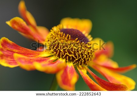 Shallow focus image of Helenium Waltraut on the diagonal.