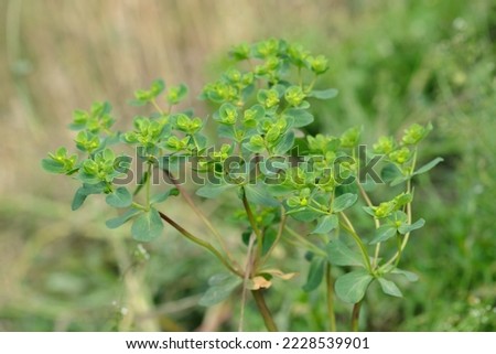 Inflorescence of sun spurge (Euphorbia helioscopia). Royalty-Free Stock Photo #2228539901