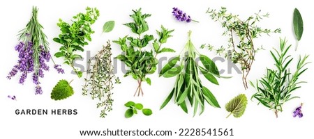 Rosemary, mint, lavender, sage and thyme collection. Creative banner with fresh herbs bunch on white background. Top view, flat lay. Floral design. Healthy eating and alternative medicine concept
 Royalty-Free Stock Photo #2228541561