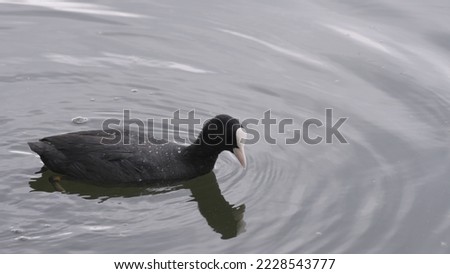 coot searching for food near coastline of a pond, wide photo