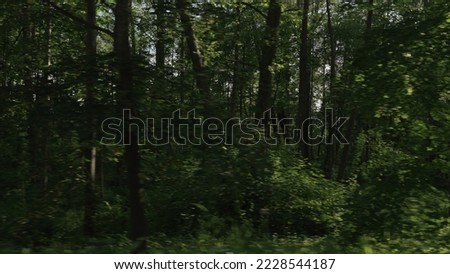 Driving plate side view of green mixed forest on summer sunny day from car, wide photo