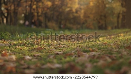 park path with fallen leaves on a ground, wide photo