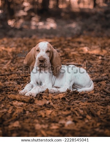 Italian Hound lying in the forest Royalty-Free Stock Photo #2228545041