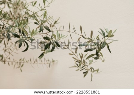 Olive tree branches on neutral pastel beige wall