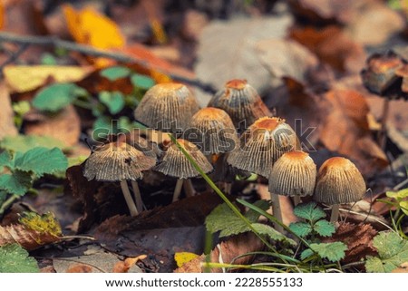 Parasola auricoma mushrooms in the autumn forest