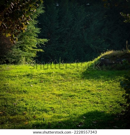 Sunlight hits the green grass and vegetation. Wonderful nature view. Stock photo.