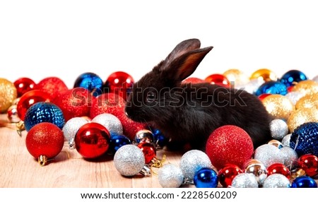 Black rabbit sits among red, blue and white Christmas balls isolated on white background. Hare is the symbol for 2023 according to the eastern calendar. New Year holiday gift. Colors of country flags.