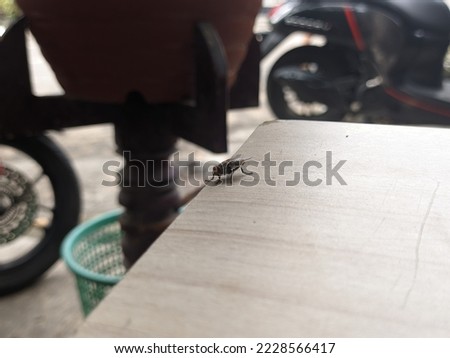 A fly on top of the table