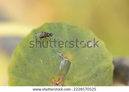 Diptera Fly sitting on a leave or feeding on ripe fruit during autumn in Alsace, France