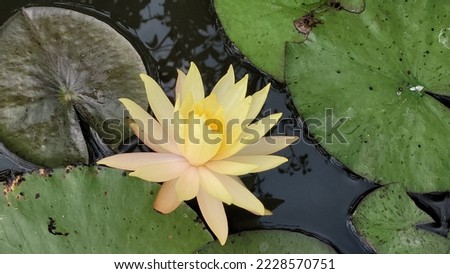 Nature picture, yellow blooming lotus in water source