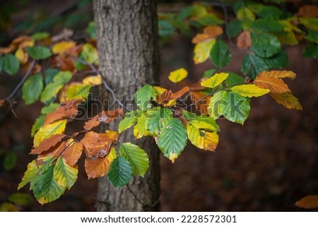 Colored autumn leaves around a tree trunk in autumn in the Netherlands
