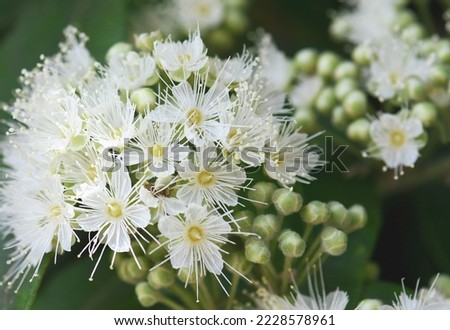 Close up of white flowers and buds of the Australian native Lemon Myrtle, Backhousia citriodora, family Myrtaceae. Endemic to coastal rainforest of NSW and Queensland. Lemon scented aromatic foliage Royalty-Free Stock Photo #2228578961