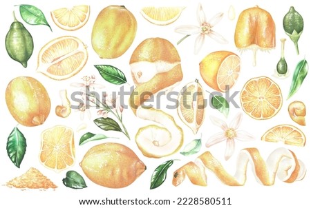 Large set of elements with yellow lemons, white flowers and leaves. Growth stages of citrus, grated zest, slices, squeezed lemon, peel. Watercolor illustration. Isolated on a white background.