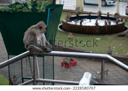 Small Monkey playing in the Zoo