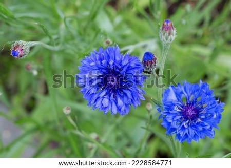 Close up of blue cornflower flower.  Blue Cornflower Herb or bachelor button flower. Macro picture of corn flowers.