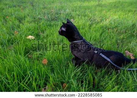 Black cat on a leash  in the green grass on a meadow