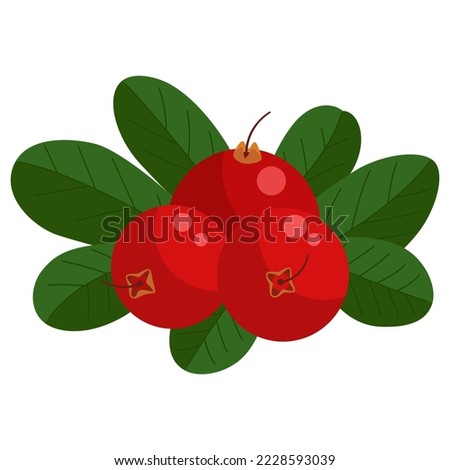 Cranberry berries with green leaves on a white background.Vector illustration for your design