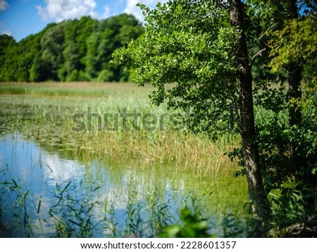 beautiful countryside lake in summer with reflections in water and green tree leaves