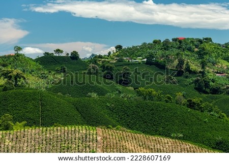 Coffee plants field in Manizales , Caldas, Antioquia , Colombia - stock photo