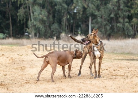 A dog sniffs another dog Royalty-Free Stock Photo #2228616205