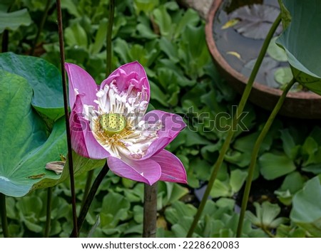 fresh pink lotus flower thriving