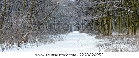 Winter forest with snow-covered trees and a road between the trees