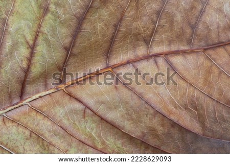 Close-up shot of dry leaf showing detailed.