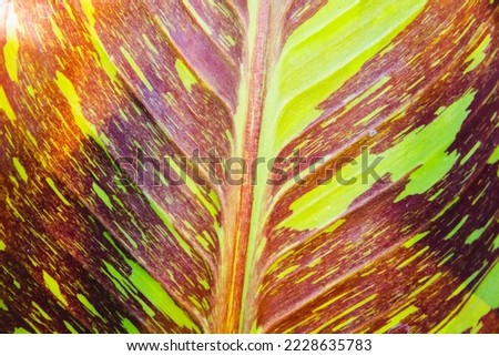 Closeup of leaf Musa Siam Ruby Royalty-Free Stock Photo #2228635783