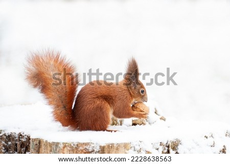 Red squirrel in the winter forest close-up.