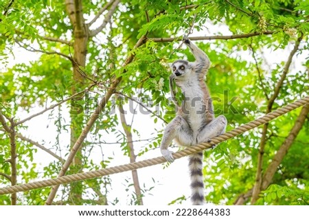 Ring Tailed lemur playing on a rope, Young ring tailed lemur green leaves,