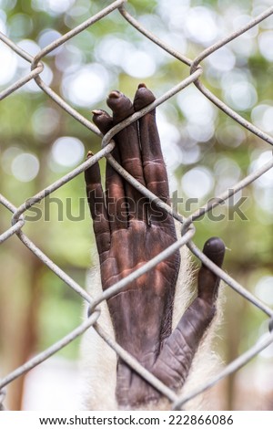 Hand Sad gibbon behind the Cage in the park