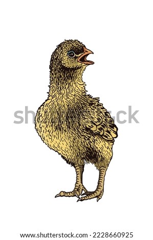 Vector yellow chick isolated on white, color illustration. International egg day graphical element