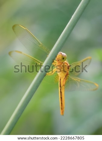 A yellow dragonfly is sitting on a twig in close-up.