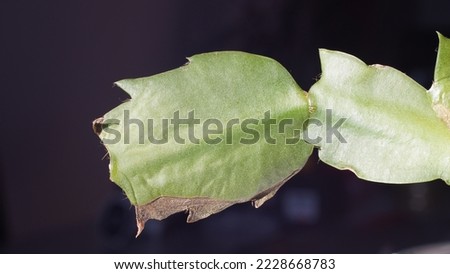 Christmas cactus leaf, ornamental house plant. Aka or Thanksgiving cactus. Autumn shots. Closeup and macro.