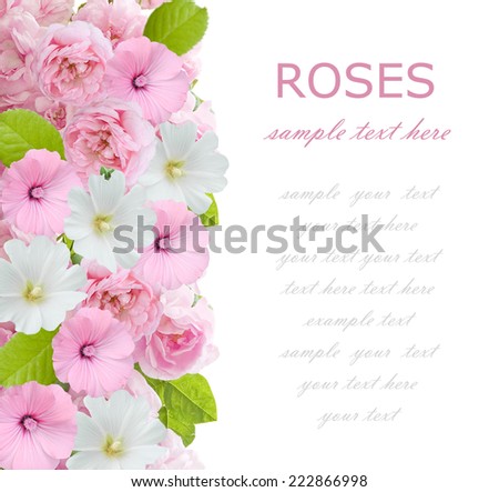 White and pink flowers background isolated on white with sample text