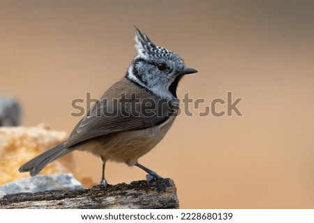 The crested tit on its perch