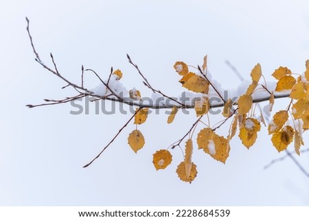 poplar tree leaves under snow cover in november under cloudy sky