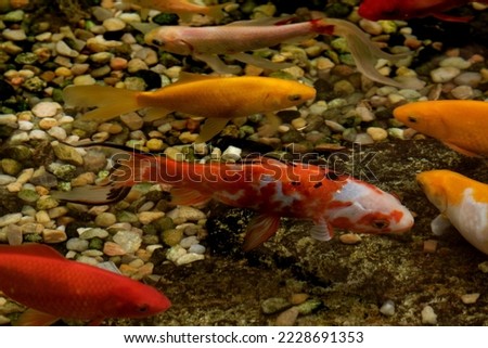 colorful japanese carps in pond